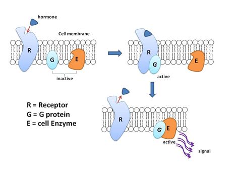 G protein